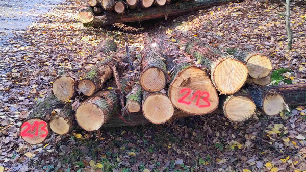 Im Bild sind mehrere Holzstämme in einem Wald zu sehen, die auf dem Boden liegen. Einige Stämme sind gestapelt, und einige sind mit roten Zahlen markiert. Der Boden ist mit Laub bedeckt, und im Hintergrund sind Bäume sichtbar.