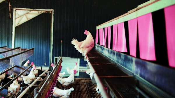 In einem Hühnerstall stehen mehrere Hühner auf Futtertrögen. Ein Huhn sitzt auf einem schmalen Absatz und schaut nach vorne. Im Hintergrund sind bunte Karten oder Plakate zu sehen, die an der Wand hängen. Der Raum ist dunkel und industriell gestaltet.