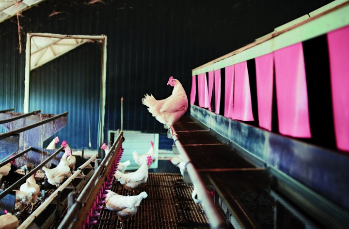 In einem Hühnerstall stehen mehrere Hühner auf Futtertrögen. Ein Huhn sitzt auf einem schmalen Absatz und schaut nach vorne. Im Hintergrund sind bunte Karten oder Plakate zu sehen, die an der Wand hängen. Der Raum ist dunkel und industriell gestaltet.