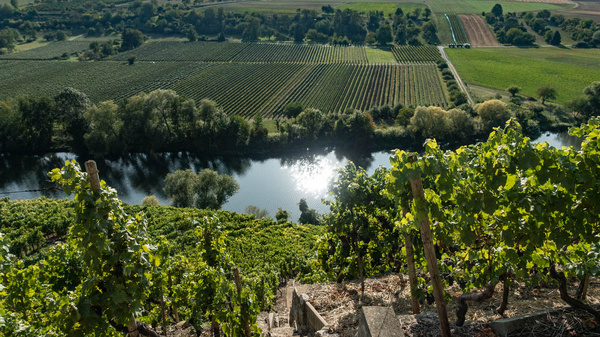 A scenic view of lush vineyards cascading down a hillside towards a shimmering river. The landscape features rows of grapevines, with rolling hills and distant fields under a clear blue sky, capturing the beauty of a vineyard setting.