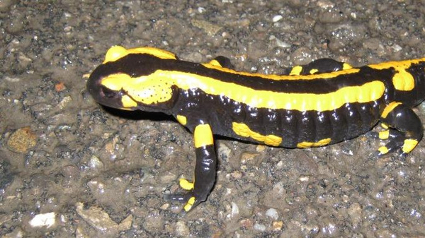Feuersalamander
