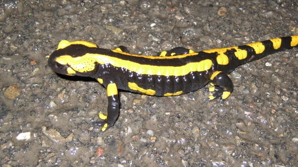 Feuersalamander
