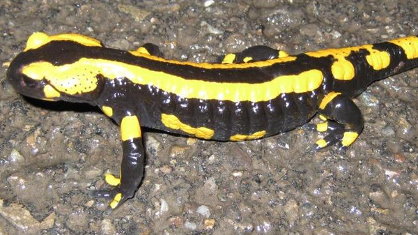 Feuersalamander
