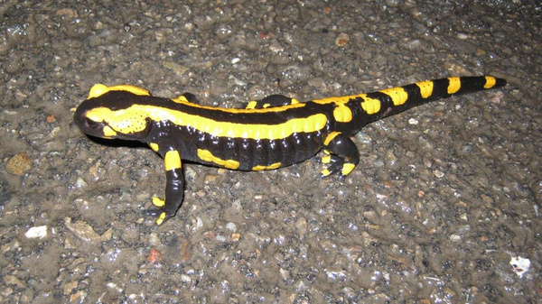 Feuersalamander