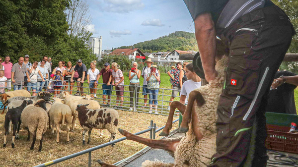 Ein Schafschneider auf einer Bühne schert ein Schaf vor einer neugierigen Zuschauermenge. Im Hintergrund sind weitere Schafe sichtbar. Die Veranstaltung findet im Freien statt, umgeben von Bäumen und Wiese.