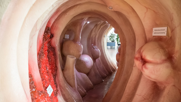 Ein kunstvoll gestalteter Raum, der den Inneren eines menschlichen Darms nachempfunden ist. Die Wände sind gewölbt und zeigen verschiedene Strukturen und Formen, die die unterschiedlichen Teile des Darms darstellen. Einige Bereiche sind rot gefärbt. (Text KI generiert)