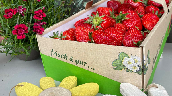 Cesto di fragole fresche con un tocco decorativo. Sullo sfondo, ci sono piante verdi e fiori colorati che aggiungono un'atmosfera naturale. La scritta "frisch & gut..." sottolinea la freschezza del prodotto.