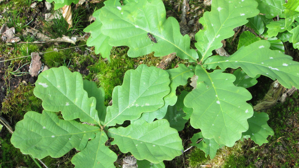 Immagine di un gruppo di foglie verdi di quercia, disposte su un terreno boschivo. Le foglie sono caratterizzate da bordi ondulati e sono circondate da muschio e altre piante verdi. L'immagine trasmette un senso di natura e vegetazione.