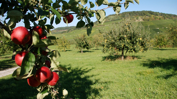 A close-up view of ripe red apples hanging from a branch, set against a lush green orchard with trees and rolling hills in the background. The scene reflects a bright, sunny day, emphasizing the freshness of the apples and the vitality of the landscape.
