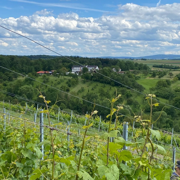 Weinerlebnistag auf dem Bio-Weingut Forsthof