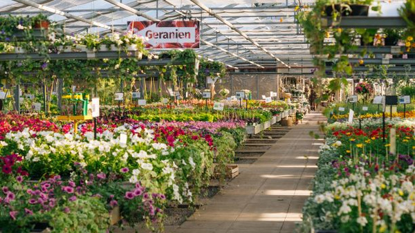 Ein Gewächshaus mit zahlreichen bunten Blumen in Töpfen. In der Mitte führt ein Weg durch die Pflanzen. Über dem Weg hängt ein Schild mit der Aufschrift "Geranien". Die Szene vermittelt eine blühende, fröhliche Atmosphäre.
