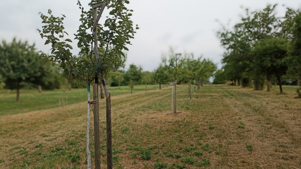 Eine Allee mit jungen Obstbäumen, die auf einem leicht hügeligen, grünen Feld stehen. Einige Bäume sind mit Stützen gesichert, um ihnen beim Wachsen zu helfen. Der Himmel ist bewölkt, und es gibt eine ruhige, ländliche Atmosphäre.
