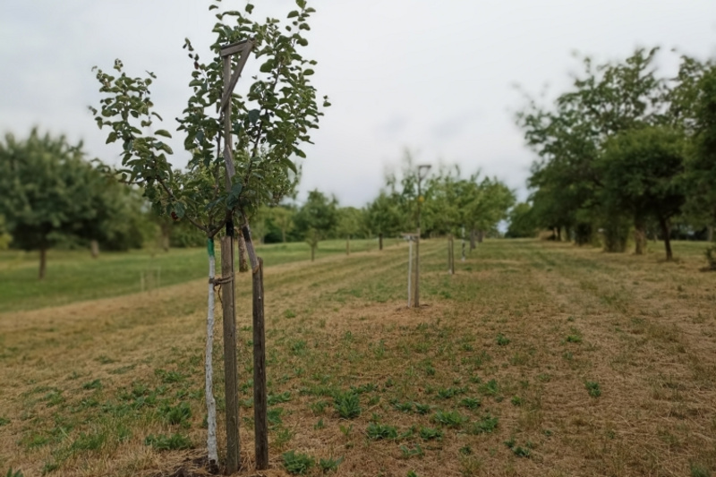 Eine Allee mit jungen Obstbäumen, die auf einem leicht hügeligen, grünen Feld stehen. Einige Bäume sind mit Stützen gesichert, um ihnen beim Wachsen zu helfen. Der Himmel ist bewölkt, und es gibt eine ruhige, ländliche Atmosphäre.