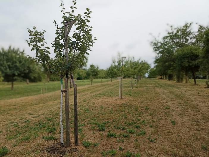 Eine Allee mit jungen Obstbäumen, die auf einem leicht hügeligen, grünen Feld stehen. Einige Bäume sind mit Stützen gesichert, um ihnen beim Wachsen zu helfen. Der Himmel ist bewölkt, und es gibt eine ruhige, ländliche Atmosphäre.