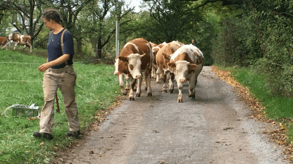Eine Person geht auf einem Schotterweg und führt eine Gruppe von Kühen. Bäume und Büsche flankieren den Weg, der von herbstlichen Blättern gesäumt ist. Die Kühe folgen der Person in Richtung einer Wiese.