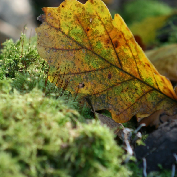 Bereichsbild für Seite: Three columns with text