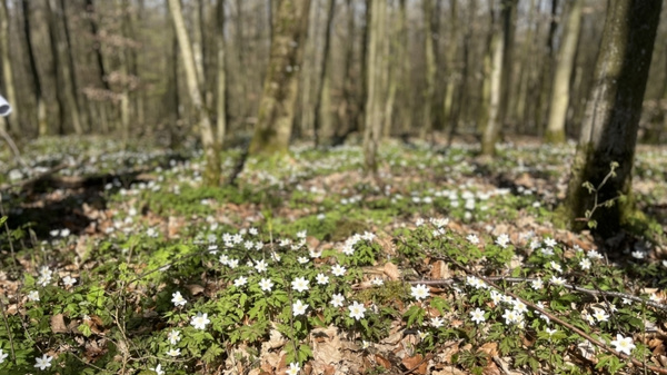 Eine blühende Waldlandschaft mit vielen weißen Blüten, die den Boden bedecken. Die Umgebung besteht aus schlanken Bäumen und frischem, grünem Moos. Das Bild vermittelt eine ruhige und friedliche Atmosphäre im Frühling.