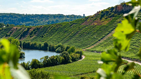 Eine idyllische Weinlandschaft mit sanften Hügeln, die mit Weinreben bedeckt sind. Im Vordergrund fließt ein ruhiger Fluss, umgeben von Bäumen. Der Himmel ist klar und blau, was eine entspannte Atmosphäre vermittelt. (Text KI generiert)