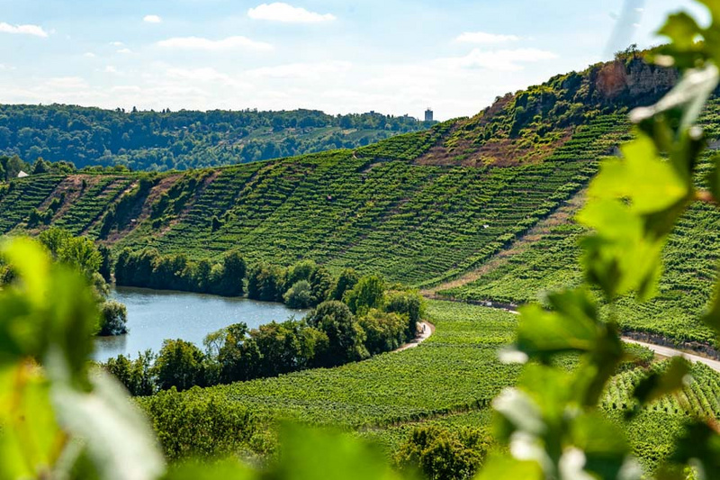 Eine idyllische Weinlandschaft mit sanften Hügeln, die mit Weinreben bedeckt sind. Im Vordergrund fließt ein ruhiger Fluss, umgeben von Bäumen. Der Himmel ist klar und blau, was eine entspannte Atmosphäre vermittelt. (Text KI generiert)