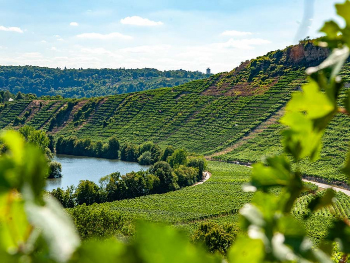 Eine idyllische Weinlandschaft mit sanften Hügeln, die mit Weinreben bedeckt sind. Im Vordergrund fließt ein ruhiger Fluss, umgeben von Bäumen. Der Himmel ist klar und blau, was eine entspannte Atmosphäre vermittelt. (Text KI generiert)