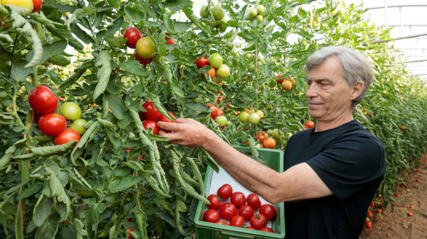 Ein Mann steht in einem Gewächshaus zwischen Tomatenpflanzen und pflückt reife, rote Tomaten. Er hält einen Behälter mit bereits geernteten Tomaten in der Hand. Die Umgebung zeigt üppiges Pflanzenwachstum und ein helles, lichtdurchflutetes Gewächshaus.