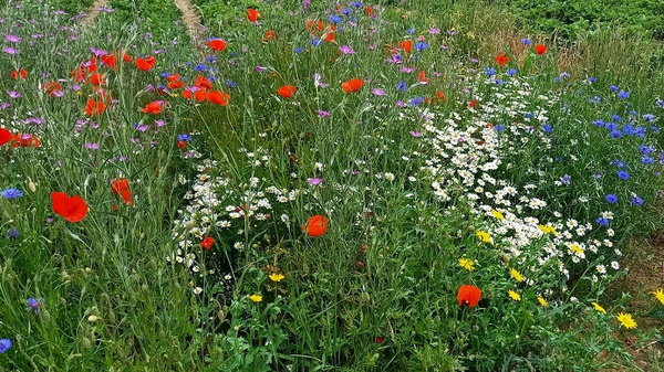 Ein bunter Blumenfeld mit roten Mohnblumen, weißen Margeriten und blauen Kornblumen inmitten von langem grünem Gras. Die Farben der Blumen schaffen ein lebhaftes und frisches Bild der Natur.