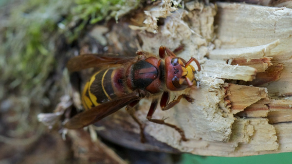 Eine Hornisse sitzt auf einem Stück zerbrochenem Holz. Ihr Körper ist braun-gelb gestreift. Die Holzoberfläche zeigt frische Verletzungen, die von ihrem Nestbau stammen könnten. Der Hintergrund ist unscharf und grün, was auf eine natürliche Umgebung hinweist.