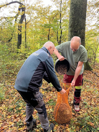 Zwei Männer arbeiten im Herbstwald. Einer gießt Nüsse aus einem Behälter in einen großen, orangen Sack, während der andere den Sack hält. Im Hintergrund sind Bäume und herbstliche Blätter sichtbar.