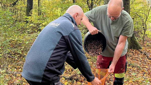 Zwei Männer arbeiten im Herbstwald. Einer gießt Nüsse aus einem Behälter in einen großen, orangen Sack, während der andere den Sack hält. Im Hintergrund sind Bäume und herbstliche Blätter sichtbar.