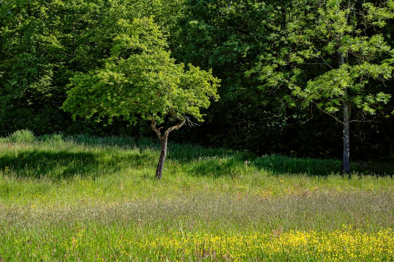 Eine grüne Wiese mit mehreren Bäumen im Hintergrund. Ein einzelner Baum steht im Vordergrund, umgeben von hohem Gras und bunten Wildblumen. Die Szenerie vermittelt eine ruhige, natürliche Landschaft. (Text KI generiert)