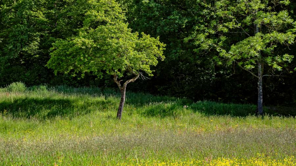 Eine grüne Wiese mit mehreren Bäumen im Hintergrund. Ein einzelner Baum steht im Vordergrund, umgeben von hohem Gras und bunten Wildblumen. Die Szenerie vermittelt eine ruhige, natürliche Landschaft. (Text KI generiert)
