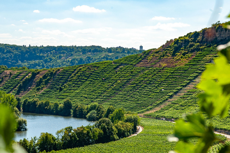 Ein malerischer Weinberg mit sanften Hügeln und üppigen Reben erstreckt sich über die Landschaft. Ein Fluss schlängelt sich durch das grüne Tal, umgeben von Bäumen und Pflanzen. Der Himmel ist klar mit wenigen Wolken.