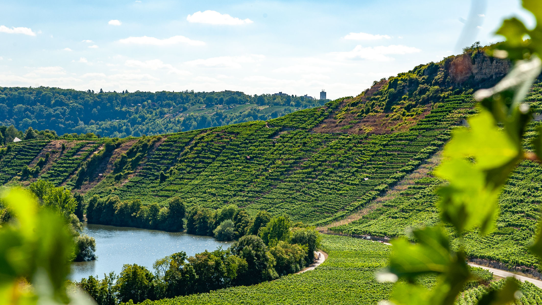 Ein malerischer Weinberg mit sanften Hügeln und üppigen Reben erstreckt sich über die Landschaft. Ein Fluss schlängelt sich durch das grüne Tal, umgeben von Bäumen und Pflanzen. Der Himmel ist klar mit wenigen Wolken.