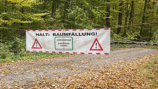 Ein großes Banner ist an einem Waldweg angebracht. Darauf steht in großen Buchstaben „HALT: BAUMFÄLLUNG!“. Es gibt ein Warnzeichen und Informationen über die Lebensgefahr. Der Weg ist mit fallenlaub bedeckt, und im Hintergrund sind Bäume sichtbar.