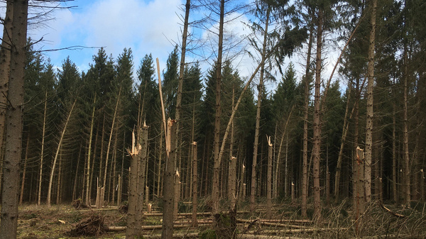 A forest scene featuring tall, narrow trees with some tree trunks visibly cut down. The ground is covered with fallen branches and greenery. In the background, a mix of cloudy and clear skies is visible, suggesting a changeable weather condition.