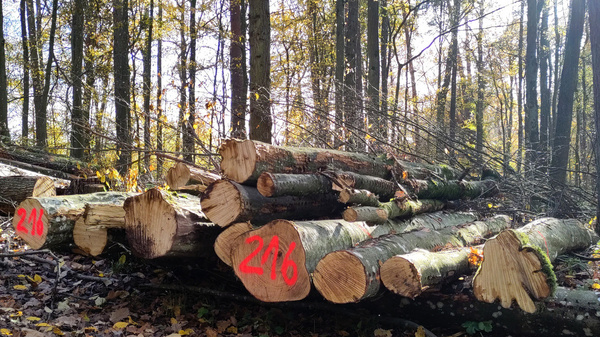 Ein Haufen gefällter Baumstämme liegt im Wald, teilweise mit roten Zahlen gekennzeichnet. Die Umgebung ist von herbstlichem Laub und Bäumen geprägt. Im Hintergrund scheint die Sonne durch die Bäume.