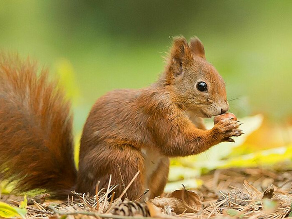 Alt Tag Eichhörnchen