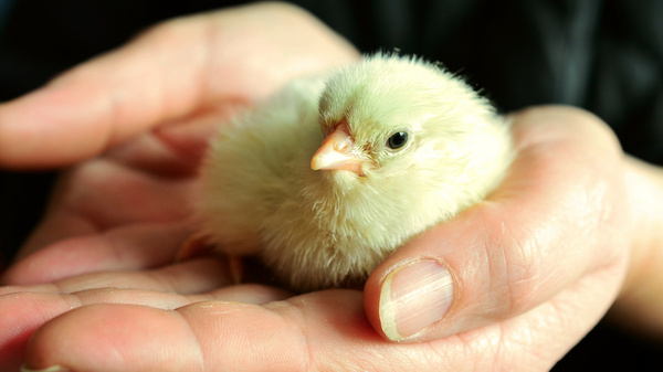 A small, fluffy yellow chick rests gently in a person's open hands. The hands are supporting the chick, emphasizing its fragility and the tender care being provided.