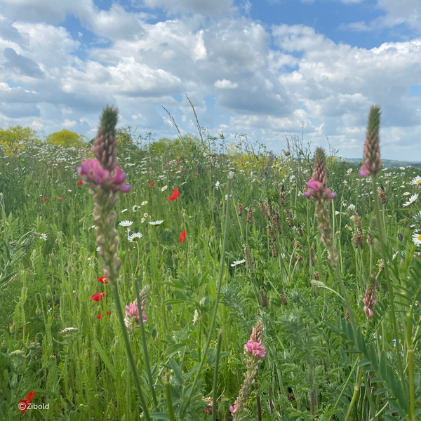 Event Teaserbild: Transparent production: "Diversity in the field"