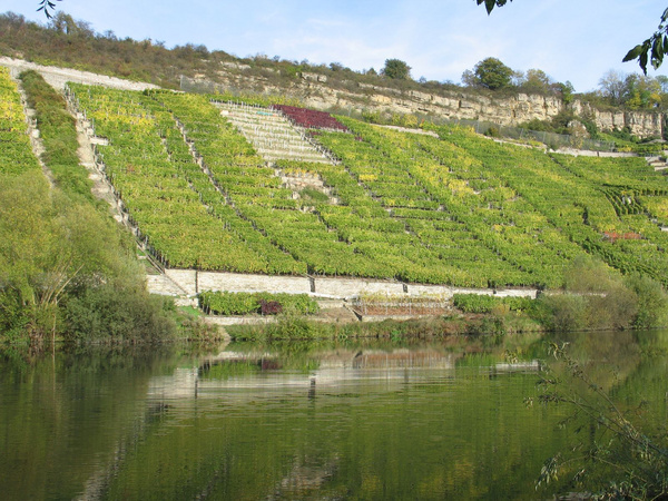 Steillhanglage am Neckar