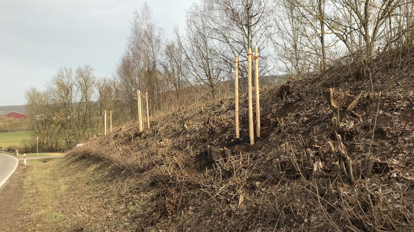 A partially cleared hillside alongside a road, featuring several young trees supported by wooden stakes. The ground is covered with dried leaves and shrubs, indicating recent maintenance. Background shows distant trees and open fields under a cloudy sky.
