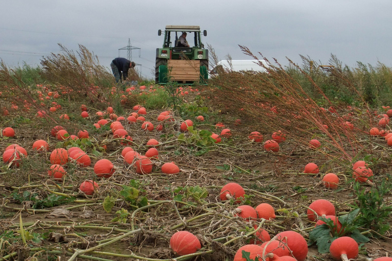 Ein Feld mit vielen orangefarbenen Kürbissen, die auf dem Boden liegen. Im Hintergrund ist ein Traktor zu sehen, auf dem ein Arbeiter steht, während ein weiterer Arbeiter neben dem Traktor Kürbisse einsammelt. Der Himmel ist bewölkt. (Text KI generiert)