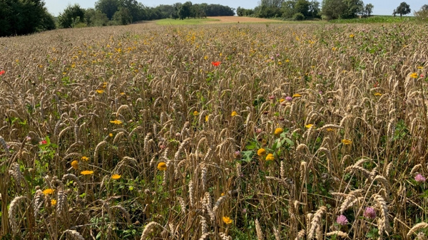 Ein weites Feld mit reifem Getreide, das sanft im Wind wiegt. Zwischen den Ähren blühen bunte Wildblumen in verschiedenen Farben. Im Hintergrund ist eine sanfte Hügellandschaft mit Bäumen zu sehen und der klare Himmel darüber vermittelt eine ruhige, natürliche Atmosphäre.