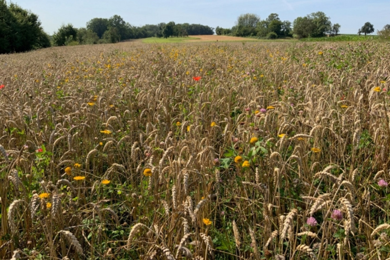 Ein weites Feld mit reifem Getreide, das sanft im Wind wiegt. Zwischen den Ähren blühen bunte Wildblumen in verschiedenen Farben. Im Hintergrund ist eine sanfte Hügellandschaft mit Bäumen zu sehen und der klare Himmel darüber vermittelt eine ruhige, natürliche Atmosphäre.