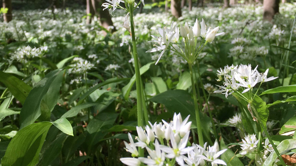 Ein dichter Wald mit üppigem Grün und vielen weißen Blüten, die aus dem Boden sprießen. Im Vordergrund sind mehrere einzelne Pflanzen deutlich sichtbar, während der Hintergrund von Schatten und Licht durchflutet wird. Die Szene vermittelt ein Gefühl von Ruhe und Naturnähe.