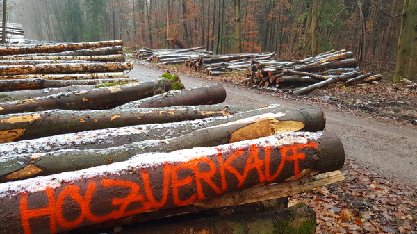 Auf einem Waldweg liegen gestapelte Holzstämme. Einige Stämme sind mit roter Farbe mit dem Wort "Holzverkauf" beschriftet. Im Hintergrund sind weitere Holzstapel sichtbar und der Wald hat eine herbstliche, karge Atmosphäre.