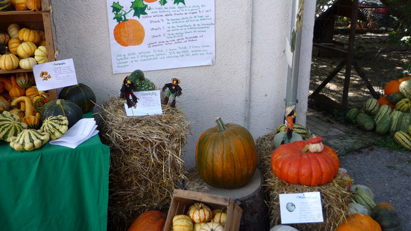 Eine Marktstand-Szene mit verschiedenen Kürbissen in unterschiedlichen Farben und Größen. Einige Kürbisse sind in Holzkisten und auf einem Heuhaufen platziert, während eine informative Plakatwand über Kürbissorten im Hintergrund sichtbar ist.