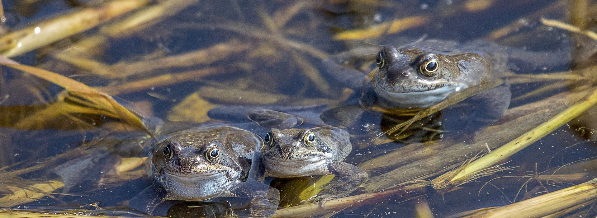Header Bild: Three frogs are partially submerged in water amidst strands of dried grass and reeds. The frogs appear calm, with their heads above the surface, showcasing their smooth skin and wide eyes. The surrounding water creates a serene, natural environment.