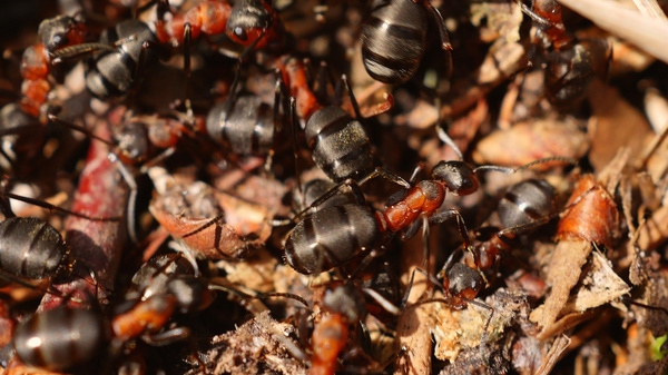 A close-up view of a colony of black ants with reddish-brown markings, crawling over soil and organic material. The ants are actively moving among dried leaves and twigs, illustrating their busy and organized behavior in a natural environment.