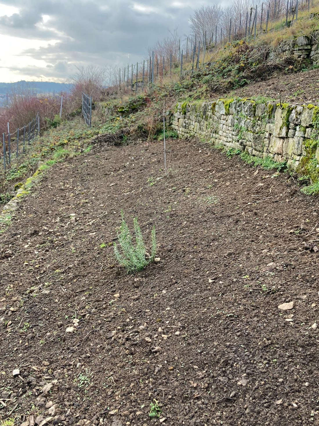 Ein unbewachsener, bearbeiteter Hang mit lockerer Erde. In der Mitte wächst ein kleiner Rosmarinstrauch. Im Hintergrund sind Weinreben und ein bewaldeter Hang sichtbar, unter einem bewölkten Himmel.